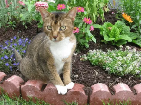 A cat in garden