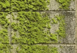 How do I get rid of Moss on a Concrete Patio? - Patio Comfy