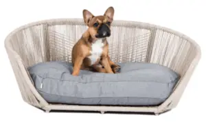 How to Keep Dogs off Patio Furniture Easily - Patio Comfy