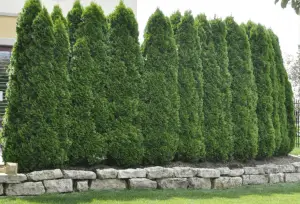 10 Best Fast Growing Trees for Privacy in Backyard - Patio Comfy