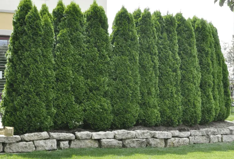 10 Best Fast Growing Trees For Privacy In Backyard Patio Comfy   Arborvitae Privacy Screen 