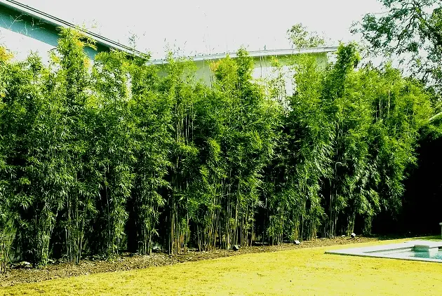 10 Best Fast Growing Trees for Privacy in Backyard - Bamboo Privacy Screen