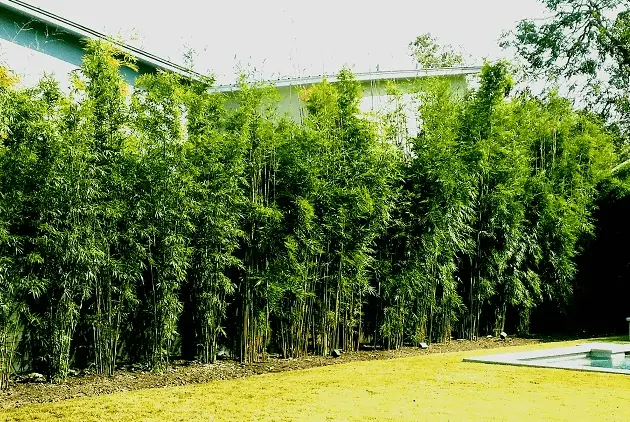 10 Best Fast Growing Trees For Privacy In Backyard Patio Comfy