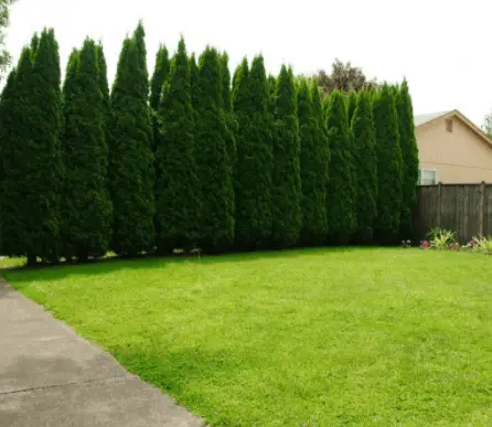 10 Best Fast Growing Trees For Privacy In Backyard - Patio Comfy