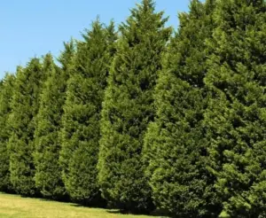 10 Best Fast Growing Trees for Privacy in Backyard - Patio Comfy