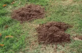 Small Holes In Yard What Makes Them Patio Comfy