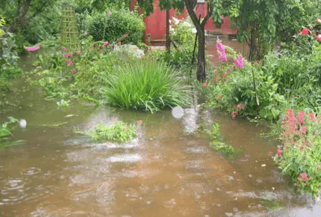 standing water in yard