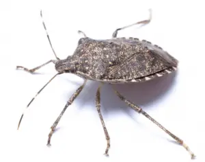 stink bug identification