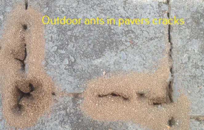 Outdoor Ants Between Pavers 