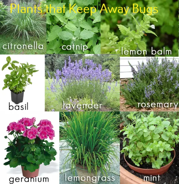 10 Plants that Keep Bugs Away (Including Mosquitoes) Patio Comfy