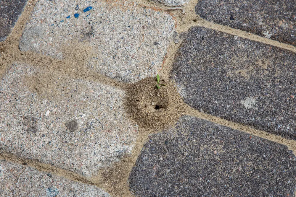 Ant mound in patio.