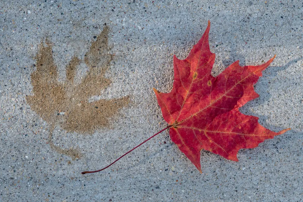 how-to-prevent-leaf-stains-on-concrete-patio-comfy